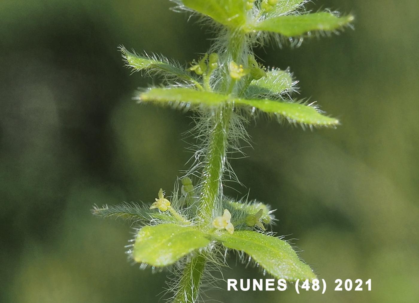 Crosswort, [Piedmont] flower